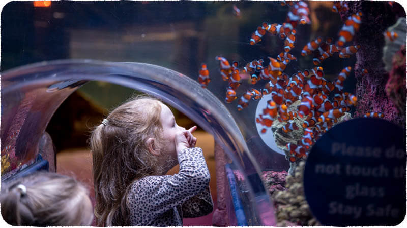 Child viewing clown fish from a 360° Ocean Tunnel at Sea Life Centre Birmingham