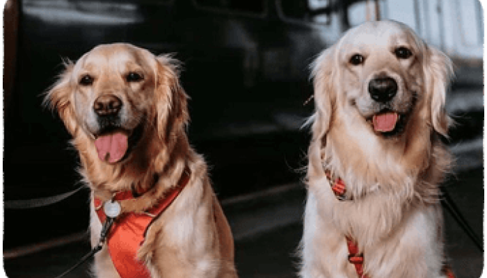 Guided dogs on the train