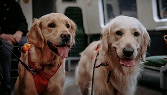Two Labradors on a train. 
