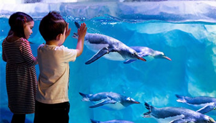 Children looking at penguins at National Sealife Centre Birmingham