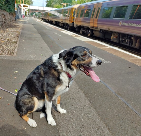 A dog on West Midlands Railway platform.
